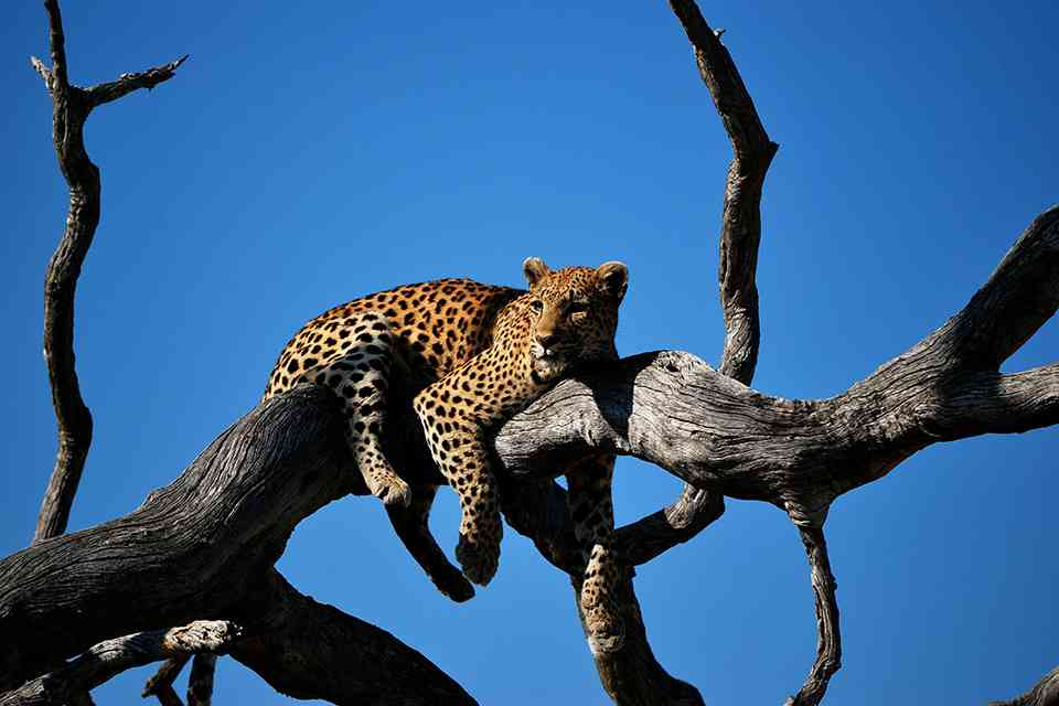 UK ETA for Batswana featured image